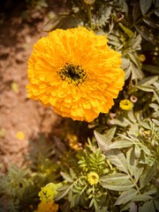 beautiful yellow flower in the garden