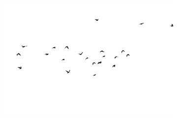Flocks of flying pigeons isolated on white background. Save with clipping path.
