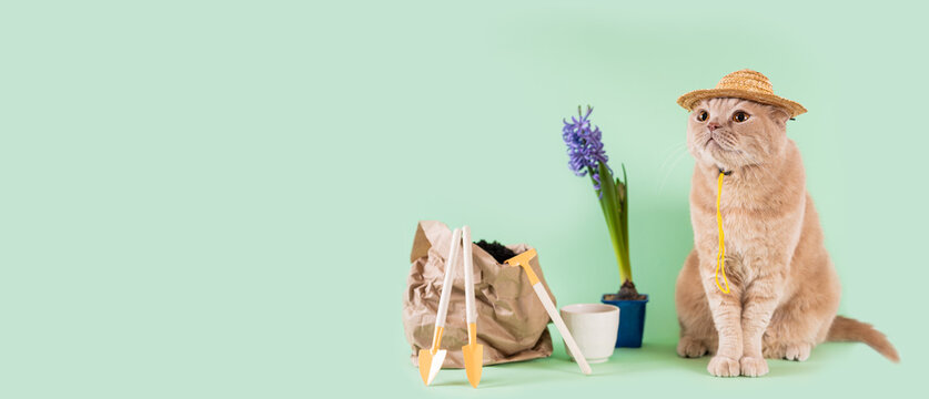Cute gardener cat banner. Funny cat wearing a strow hat and looking at free copy space on a pastel green background with garden tools and flowers. Spring gardening creative banner, sale, promotion.