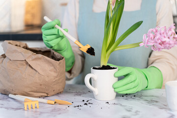 Planting flowers at home. Woman's hands transplanting spring hyacinth flower plant into an old mug....