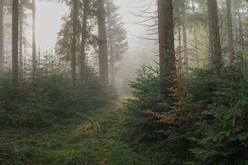 Obraz premium Green Forest 