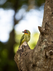 Jakarta - Monas, February 10, 2024; Coppersmith Barbet Bird Waiting For Food  