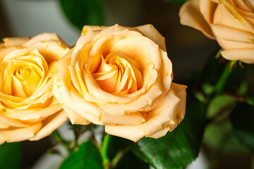 Close Up of Three Yellow Roses in Vase