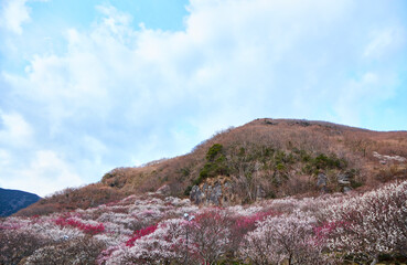春の青空と満開の梅の花、湯河原梅林