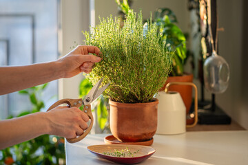 Woman cutting fresh sprig of home grown thyme for cooking with scissors closeup. Harvest of...