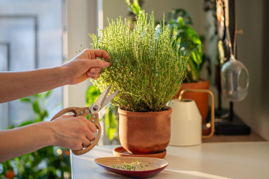 Woman cutting fresh sprig of home grown thyme for cooking with scissors closeup. Harvest of aromatic herbs in terracotta pot in kitchen. Indoor herb gardening, healthy greenery food concept.