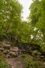 Majestic Pine Forest Serenity: Aerial View of Towering Trees amidst Mountainous Landscape. Alpine Paradise: Vibrant Autumn Colors in Mountain Forest Setting. Sunrise Glow over Misty Mountain Forest