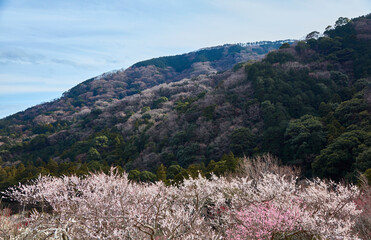 春の青空と満開の梅の花、湯河原梅林