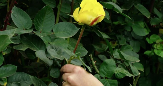 Farmer picking a yellow rose from her garden.