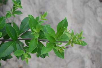 Green herbal leaves in beach