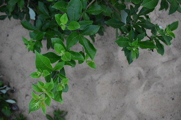 Green herbal leaves in beach