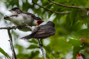 Parent  Eastern kingbird (Tyrannus tyrannus ) feeding chicks in a tree.