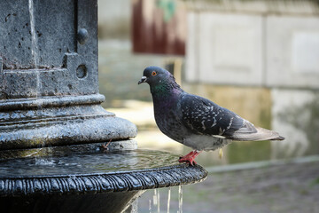 Pigeon sitting on the fountain. - 734006807