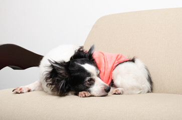 Female dog lying ready to sleep on the furniture, sofa, in the living room, sleeping peacefully. Light background, closed angle. Foreground.