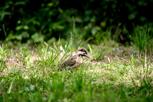 Primer plano de un p&aacute;jaro carpintero en el jard&iacute;n