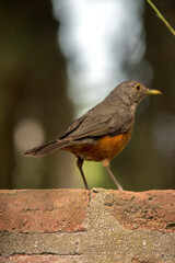Retrato de un Zorzal colorado. Turdus rufiventris