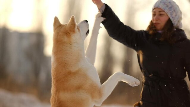 A girl with her Japanese Akita Inu dog on a walk in the forest in winter.