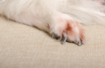 Dermatitis, allergy in dog, food allergy, dog paws, pads, malassezia. Old dog. 
