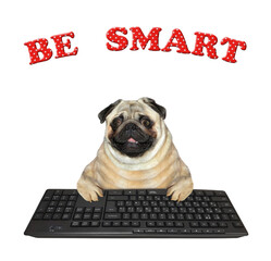 Dog pug typing on black keyboard - 734011061