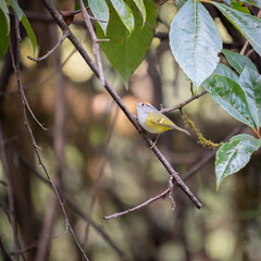 Chestnut Crowned Warbler