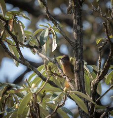 Mountain Bulbul in a Tree
