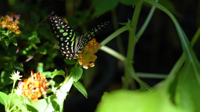 Butterfly Graphium agamemnon flaps its wings on flowers feeding on nectars in a tropical exotic rainforest jungle