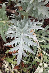 Closeup of Globe Artichoke foliage starting to grow in February, Derbyshire England
