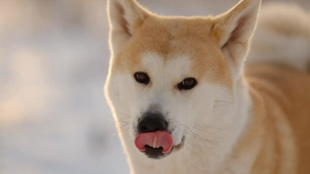 japanese Dog Akita Inu Winter Portrait