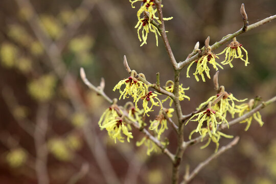 Macro image of yellow Chinese witch hazel blooms, Derbyshire England
