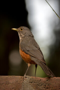Retrato de un Zorzal colorado. Turdus rufiventris