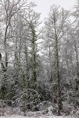 Woodland in winter, Derbyshire England
