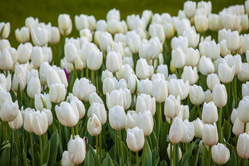 White tulips  in the park. Spring concept.