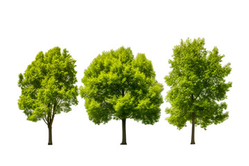 green tree transparent background 