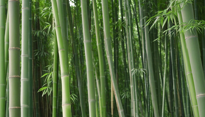 Lush Bamboo Grove with Green Background