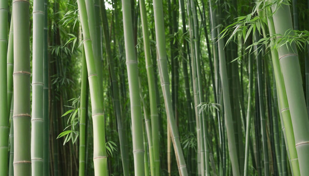 Fresh Bamboo Trees In Forest, Bamboo forest green background © SR07XC3
