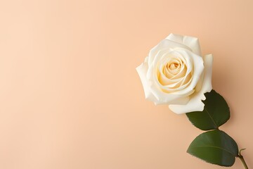 A top-down perspective of a single white rose on a pastel cream background, offering a serene canvas for text customization.