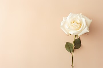 A top-down perspective of a single white rose on a pastel cream background, offering a serene canvas for text customization.