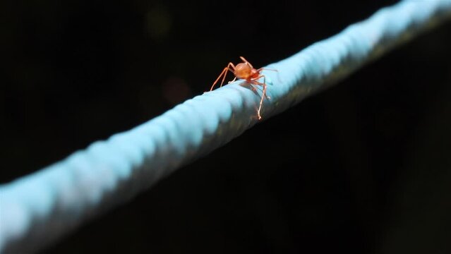 Red ant is looking for the right path on the blue wire, slow motion