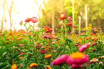 field of poppies in the field