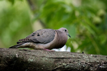 pequeña paloma torcaza posada en las ramas de un árbol