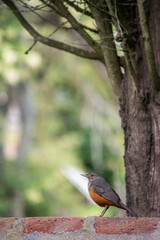 Retrato de un Zorzal colorado. Turdus rufiventris