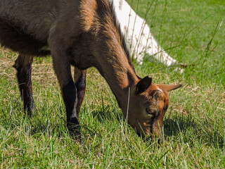 Brown goat eating.
