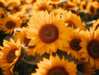 Field of sunflowers