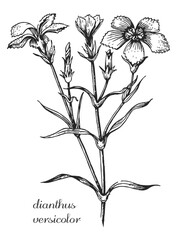 dianthus versicolor, carnation. black and white dianthus hand drawing. Vector modern vintage botanical illustration of dianthus with flowers, leaves. Medicinal natural herb.