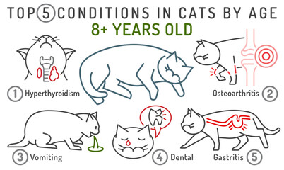 Top 5 conditions in cats by age. Common diseases in adult animals.