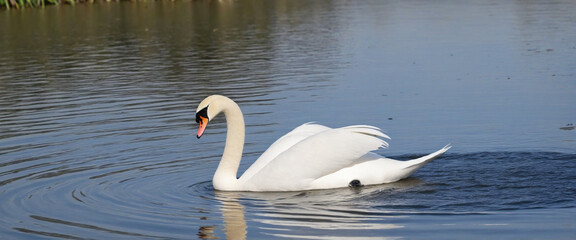Elegant swan gliding on clear background - Creative technology