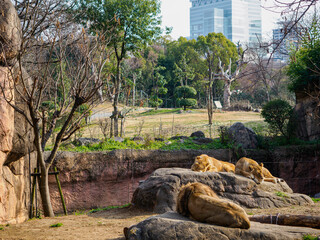 都会の動物園のライオン