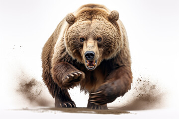 Brown Bear Charging on a White Background. Beautiful animal portrait.