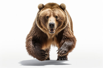 Fototapeta premium Brown Bear Charging on a White Background. Beautiful animal portrait.