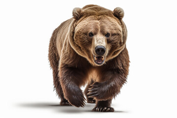 Fototapeta premium Brown Bear Charging on a White Background. Beautiful animal portrait.